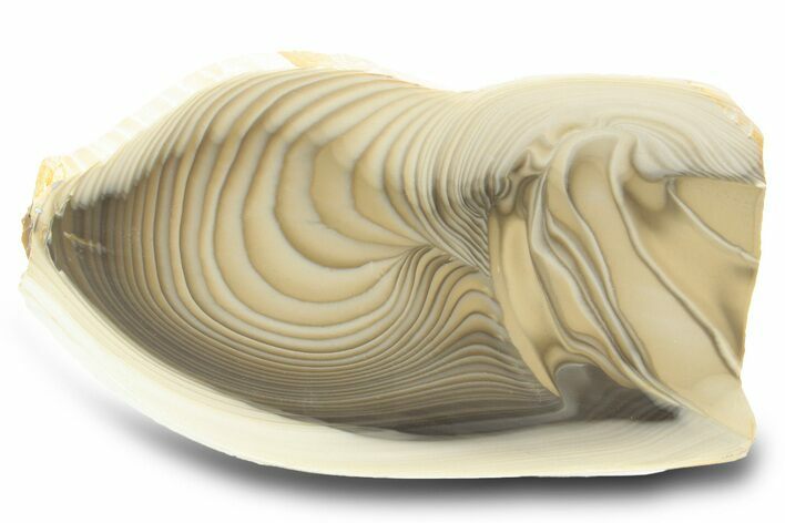 Polished Striped Flint Slab - Poland #299361